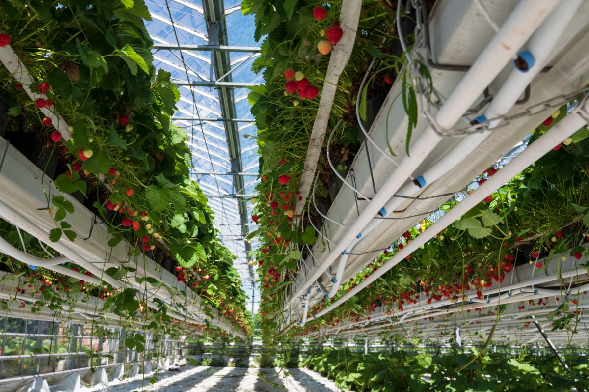 Strawberry hydroponic farm with many plants and ripe fruits