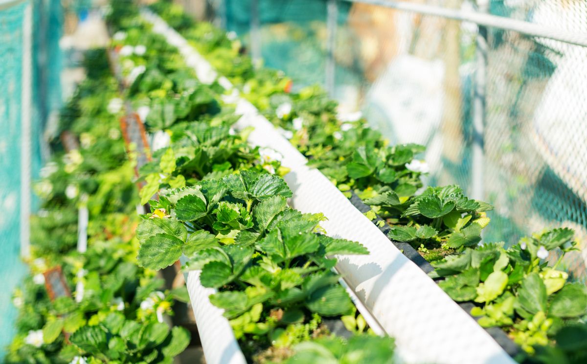 Strawberry plants in pots on shelves