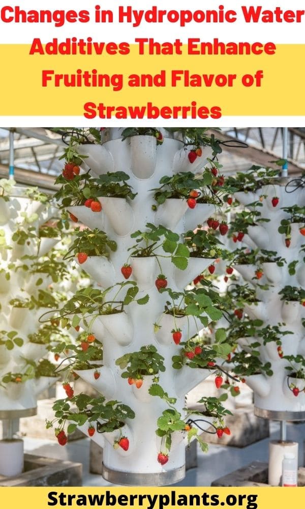 Hydroponic Water Additives That Enhance The Flavor of Strawberries