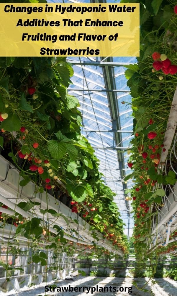 Hydroponic Water Additives That Enhance The Flavor of Strawberries