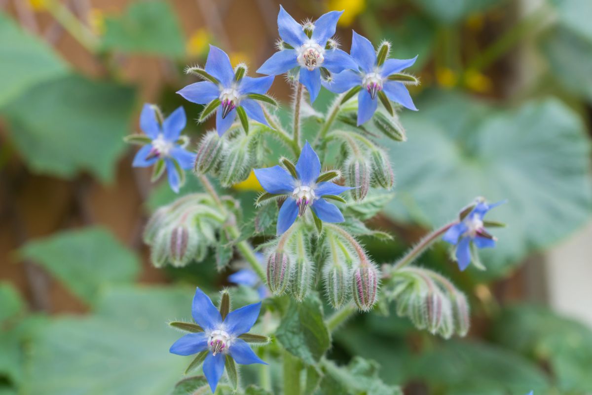 Borage plant 