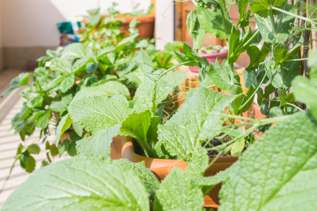 Image of Mint and strawberries growing in a pot