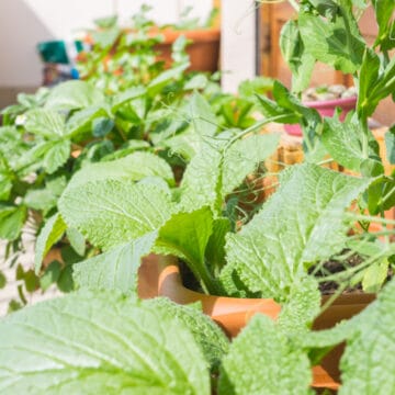Borage plang in pot next to strawberry plant in pot
