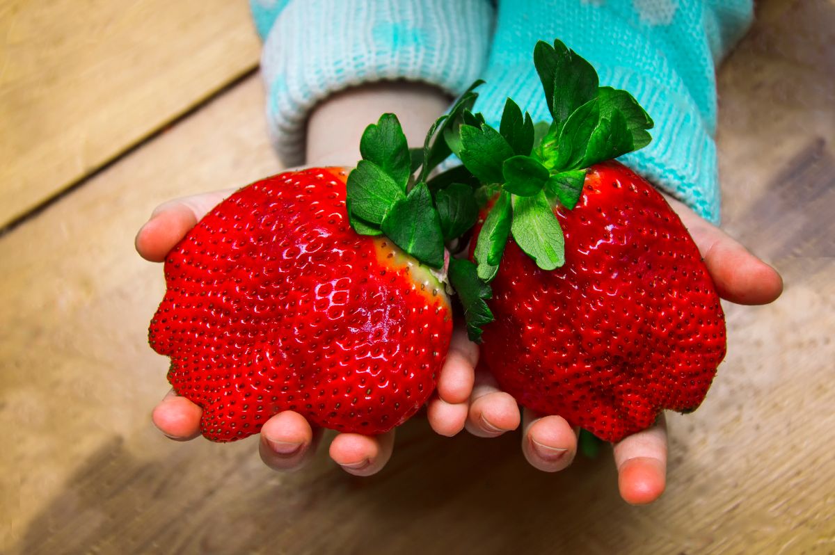 Chil holding in hands two huge ripe strawberries