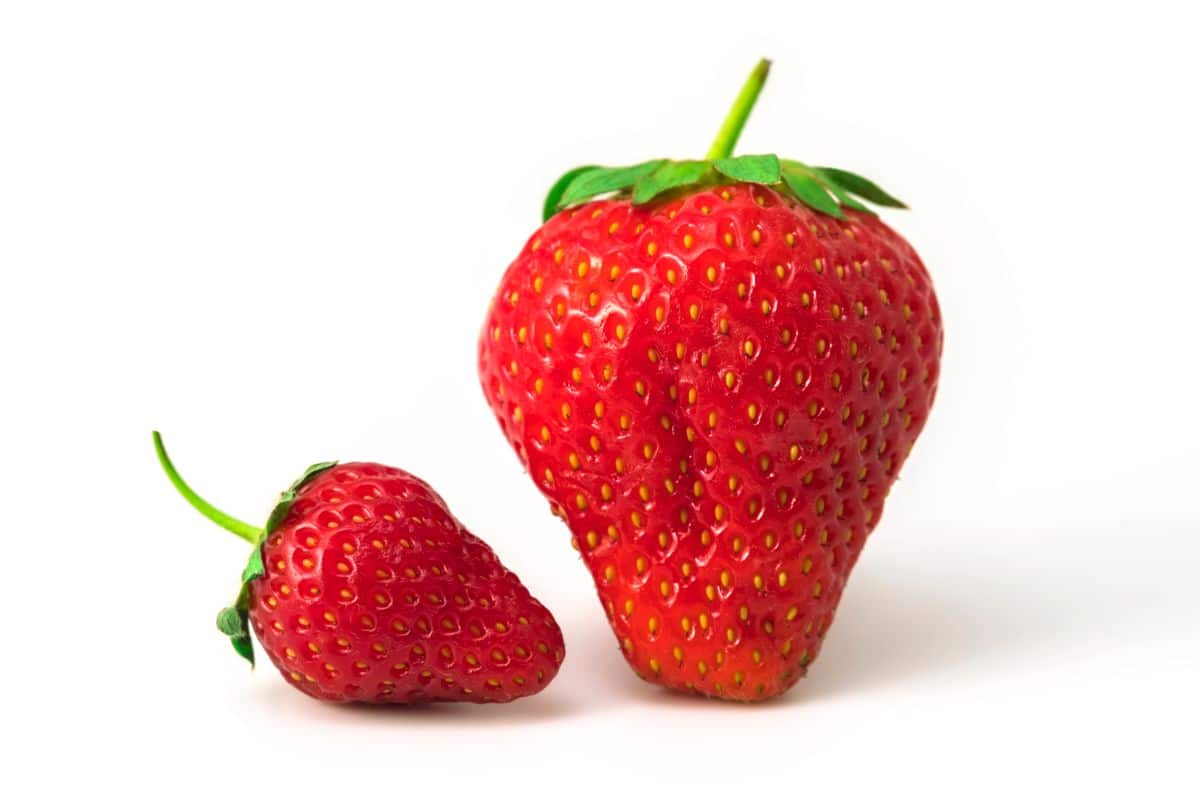 Comparison of huge and smaller ripe strawberries