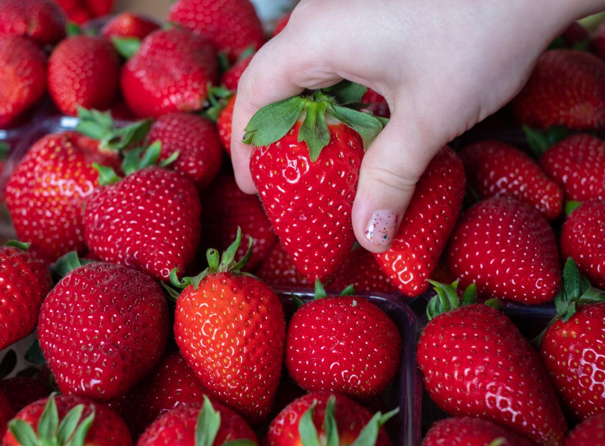 Hand holding ripe fresh huge strawberry from strawberry containers