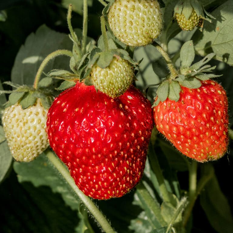 Strawberry Plants for Sale Articles Archives