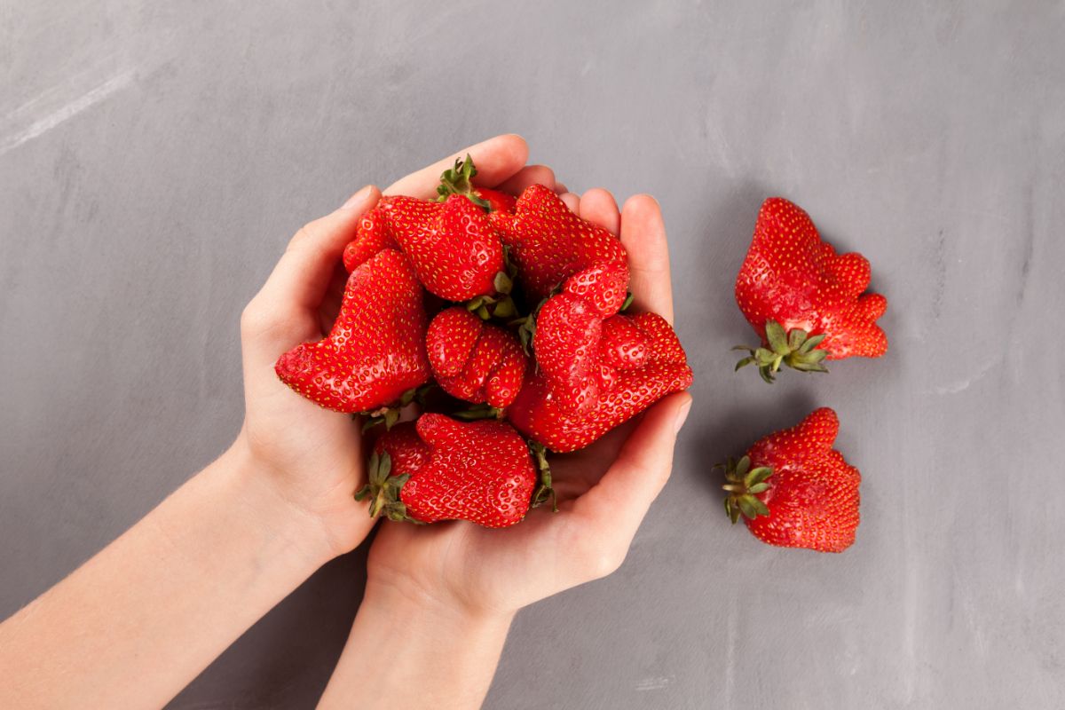 Hands holding bunch of deformed ripe strawberries on gray background