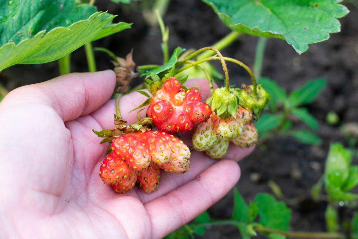 Farmer holding defromed strawberries