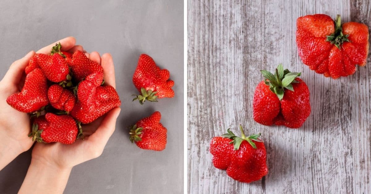 forkæle isolation skinke Deformed Strawberries – Strawberry Plants