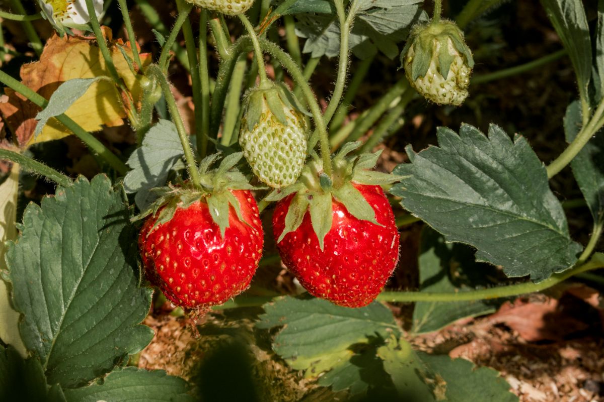 Close shot of ripe and unripe strawberry fruits near strawberry plant