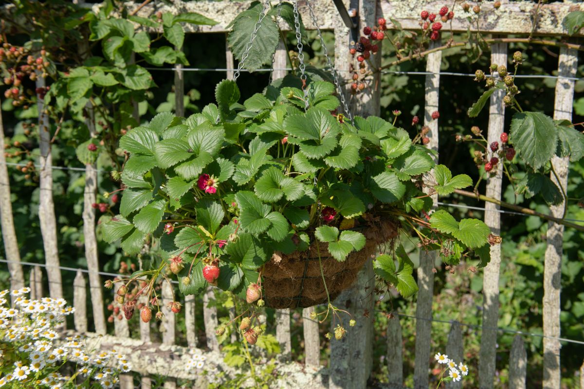 Strawberry plant with fruits in hanging basket on wooden fence