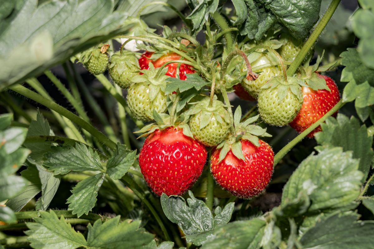 Ripe and unripe strawberry fruits on green plant