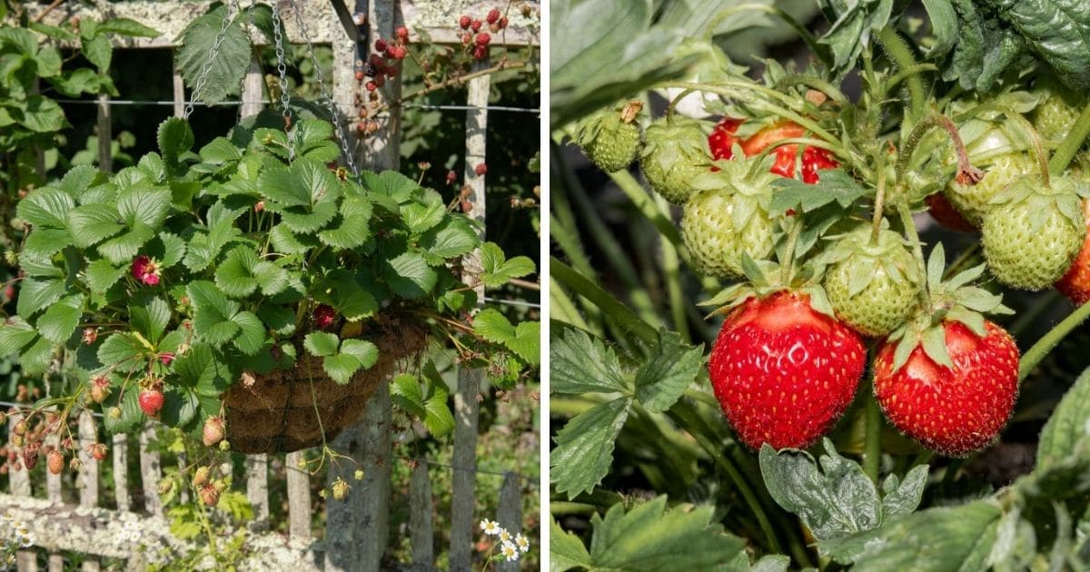 Delizz Strawberry Plants & Seeds – Strawberry Plants