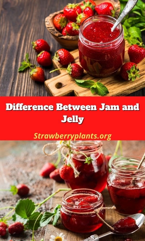 What Is the Difference Between Jam and Jelly?