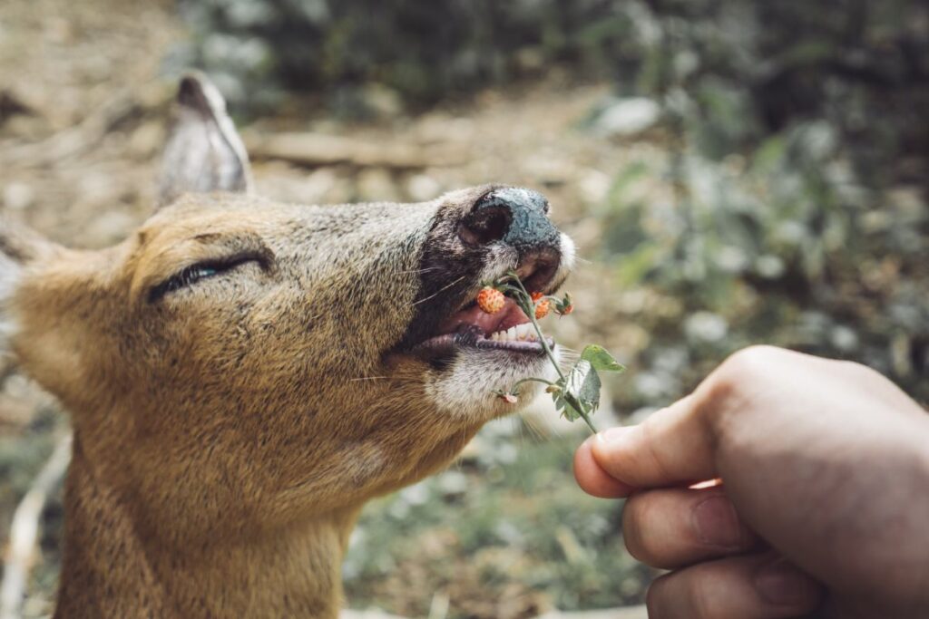 Do Deer Eat Strawberries? Strawberry Plants