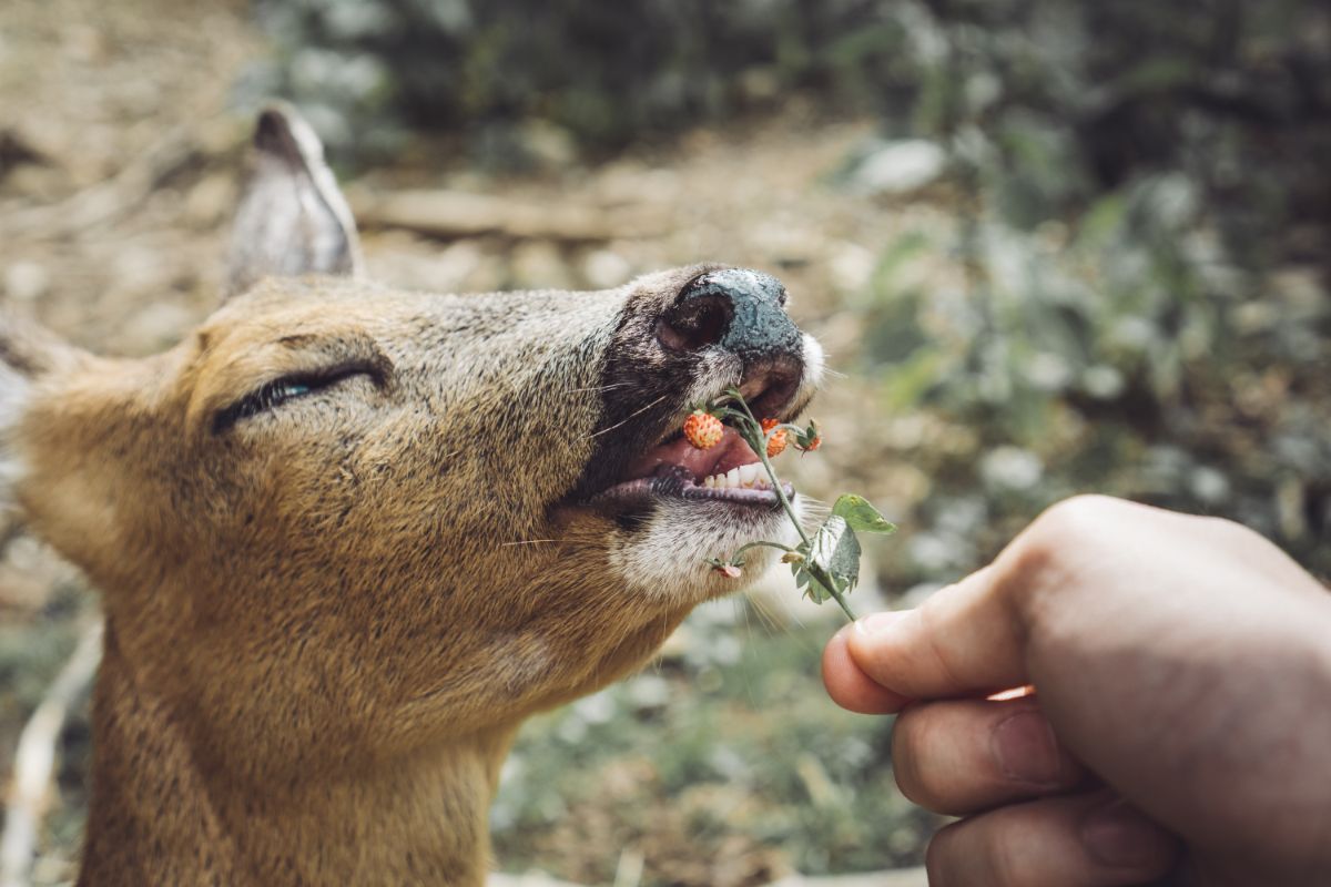 Man feeding young deer with strawberry