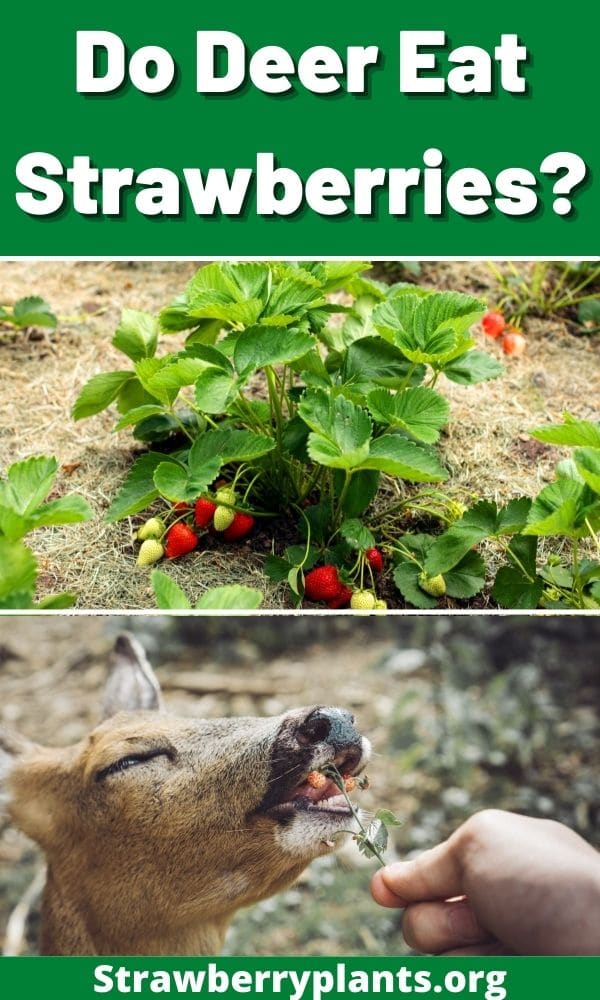 Do Deer Eat Strawberries? Strawberry Plants
