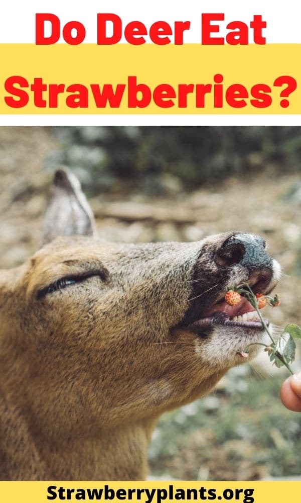 Do Deer Eat Strawberries? Strawberry Plants