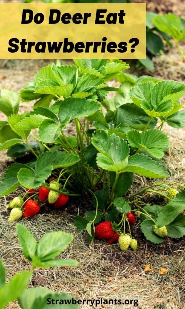 Do Deer Eat Strawberries? – Strawberry Plants