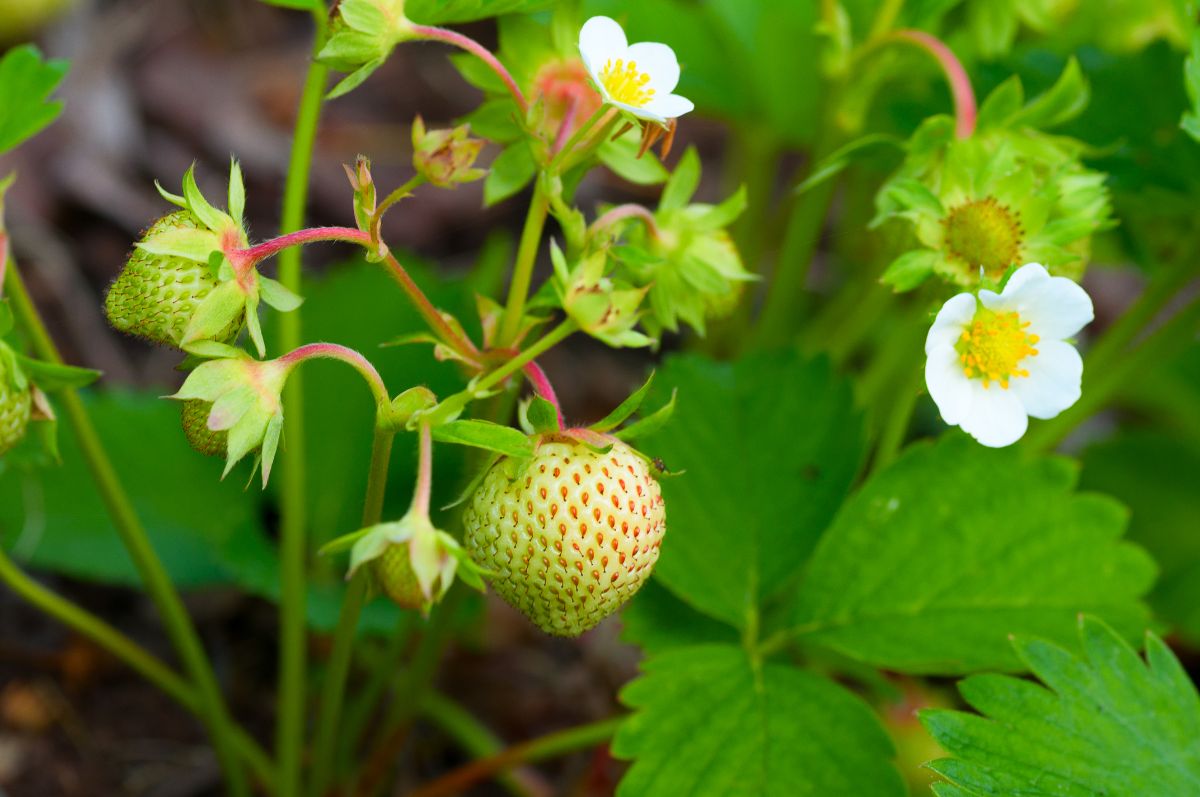 Young strawberry plant with unripe fruits and flowers