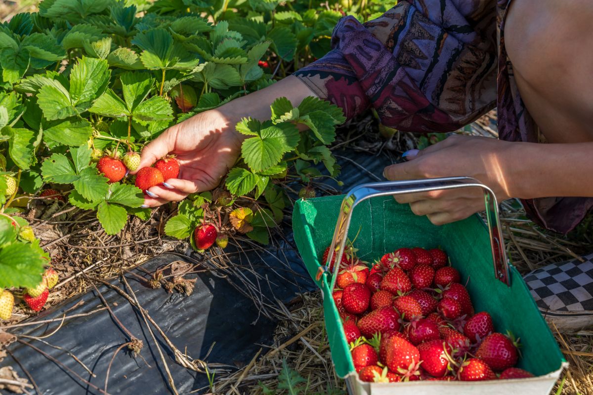 Farmer picking up fresh ripe strawberries into green basket on strawberry field