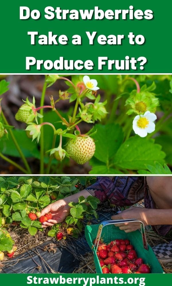 Do Strawberries Take a Year to Produce Fruit? – Strawberry Plants