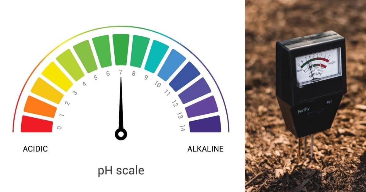 Do Strawberry Plants Need Acidic Soil? Strawberry Plants