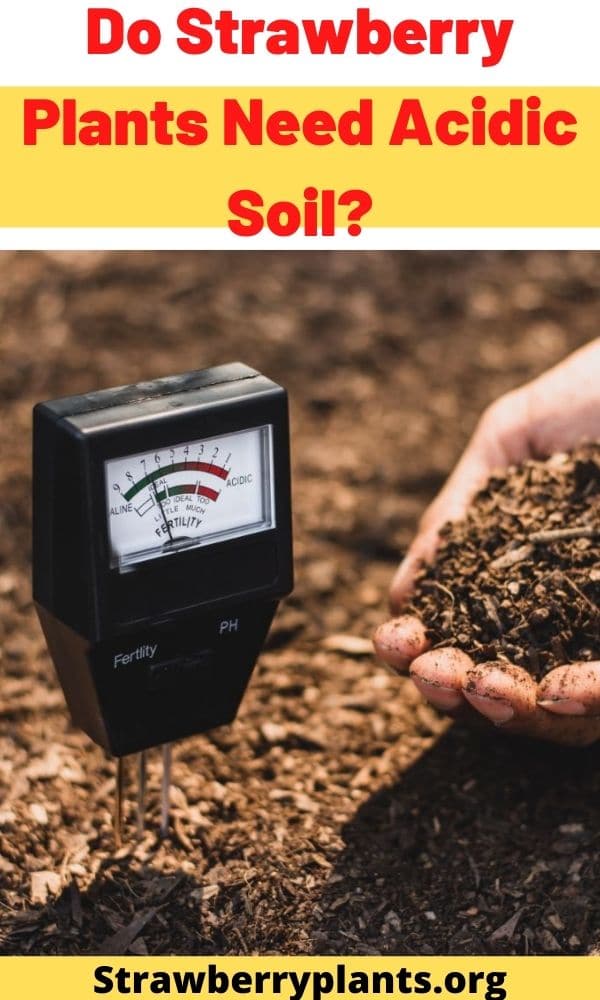 Do Strawberry Plants Need Acidic Soil? Strawberry Plants