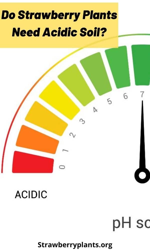 Do Strawberry Plants Need Acidic Soil? Strawberry Plants