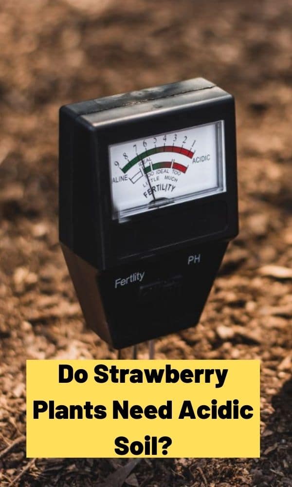 Do Strawberry Plants Need Acidic Soil? Strawberry Plants