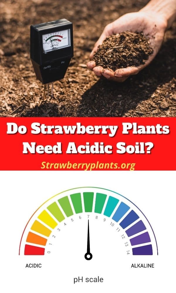 Do Strawberry Plants Need Acidic Soil? Strawberry Plants