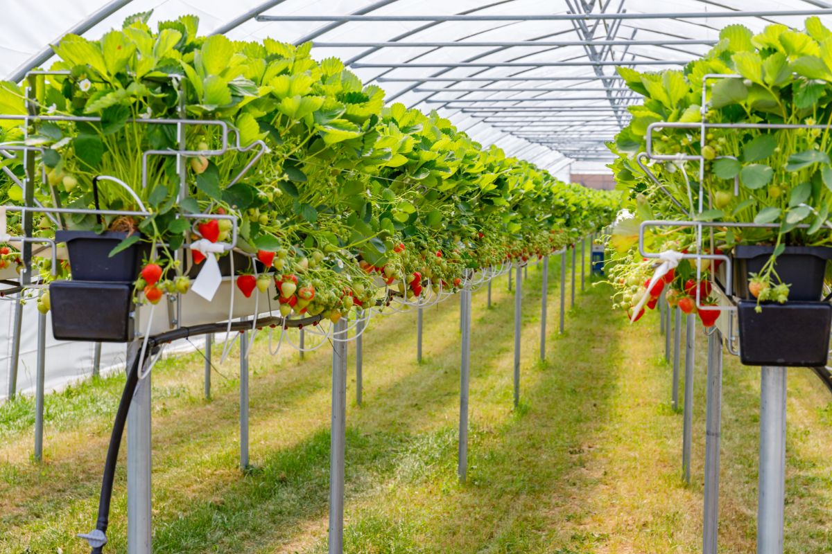 Hydroponic indoor strawberry farm