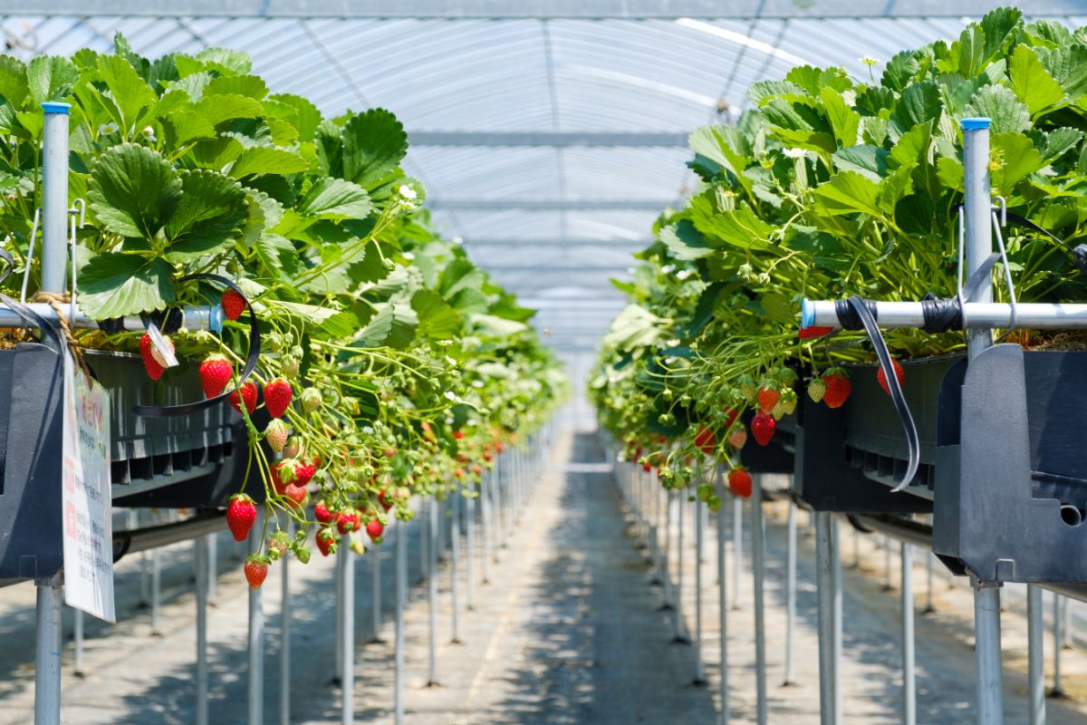 Hydroponic strawberry farm