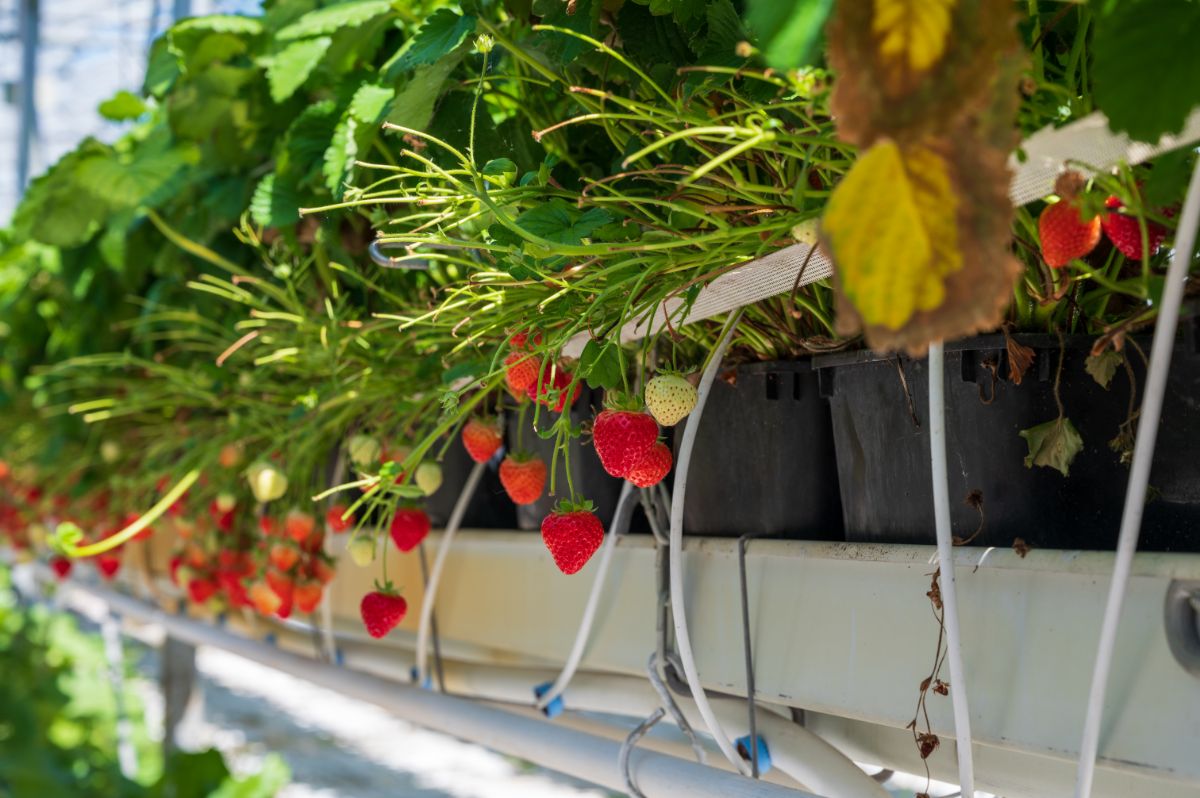 Hydroponic strawberry farm with ripe druits