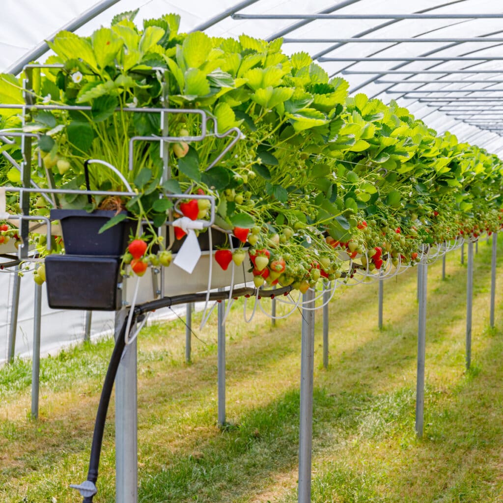 The Complete Guide on Growing Everbearing Strawberries