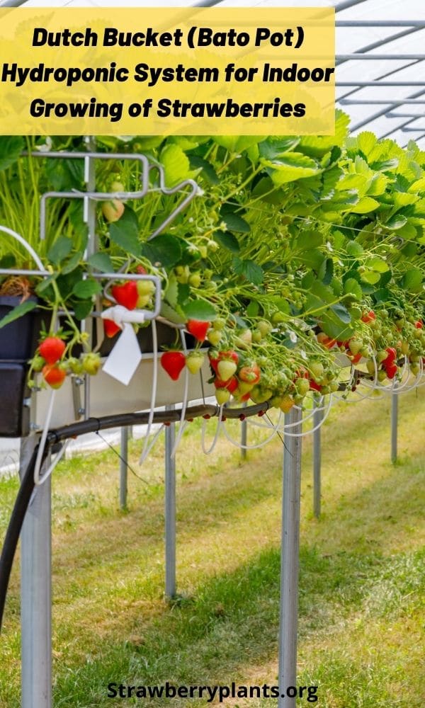 Dutch Bucket (Bato Pot) System for Indoor Growing of Strawberries
