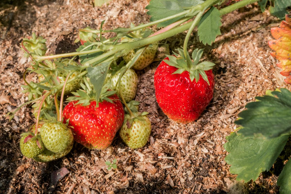 Strawberry plant with ripe and unripe fruits lying in mulch