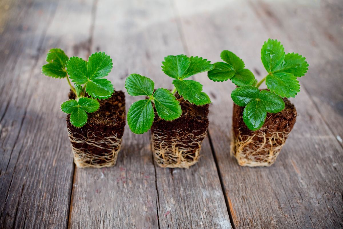 Three strawberry sapling in wooden deck