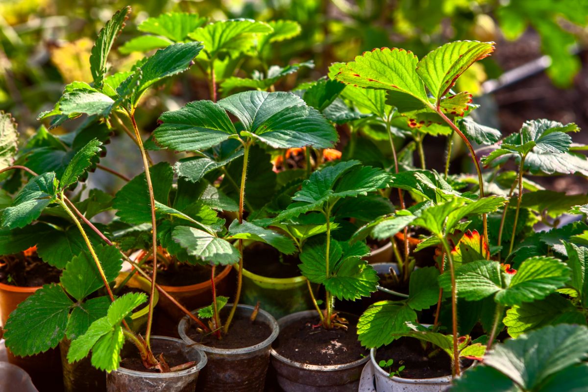 Strawberry saplings in small pots next to eatch other
