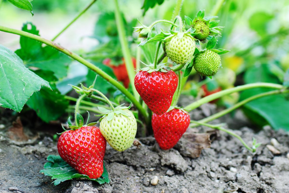 Close shot of strawberry plant in soil with ripe and unripe fruits 