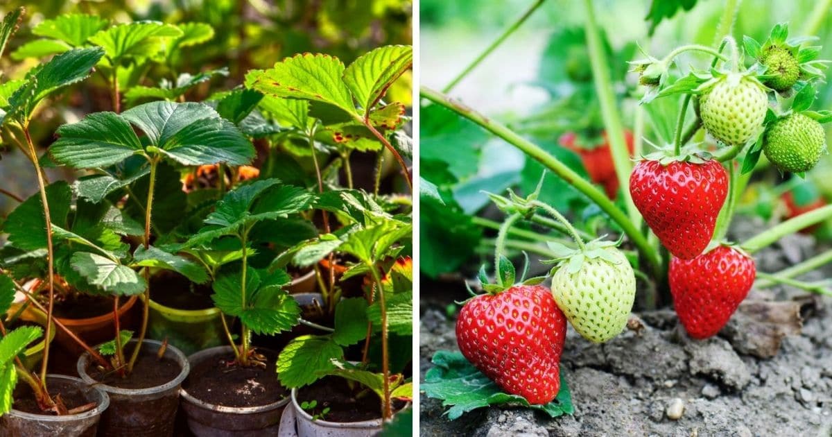 Fairfax Strawberry Plants (All You Need to Know)