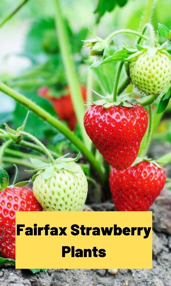 Fairfax Strawberry Plants (All You Need to Know)