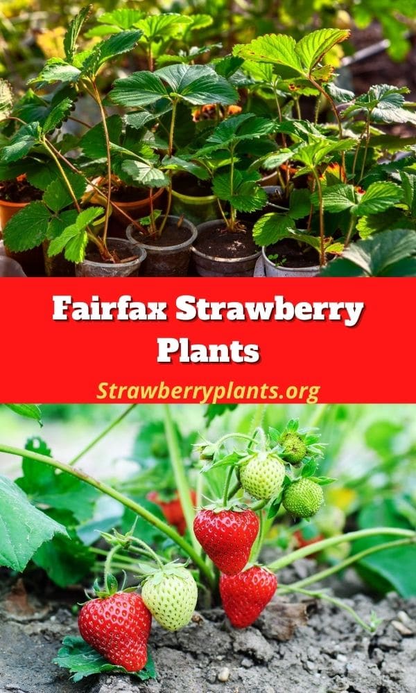 Fairfax Strawberry Plants (All You Need to Know)