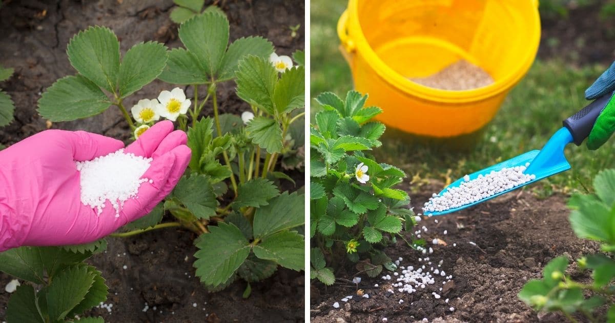 Fertilization and Nutrients for Strawberry Plants The Complete Guide
