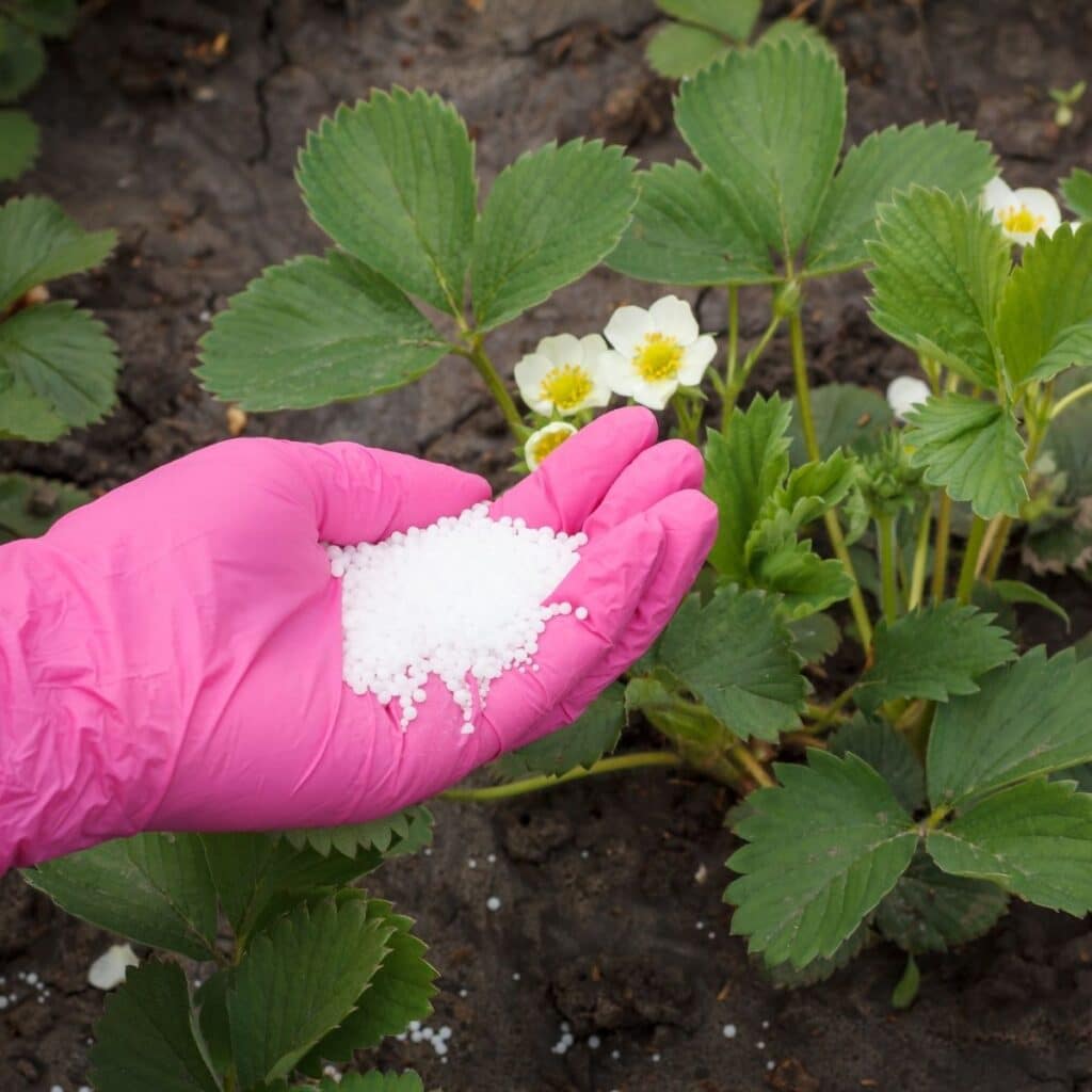 When Is Strawberry Season? Strawberry Plants