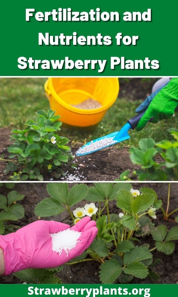 Fertilization and Nutrients for Strawberry Plants The Complete Guide