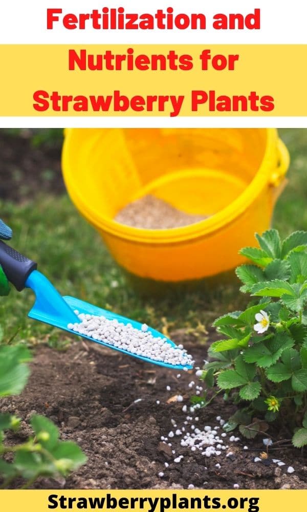 Fertilization and Nutrients for Strawberry Plants The Complete Guide