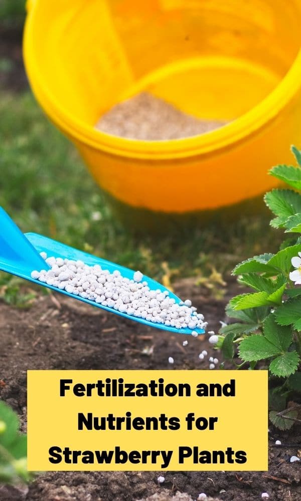 Fertilization and Nutrients for Strawberry Plants The Complete Guide