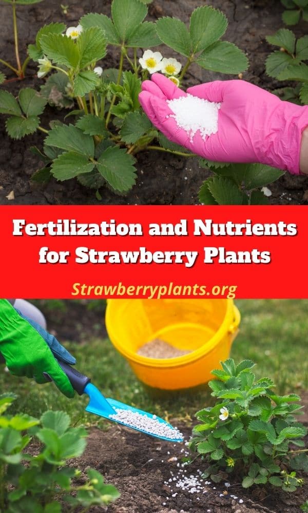 Fertilization and Nutrients for Strawberry Plants The Complete Guide